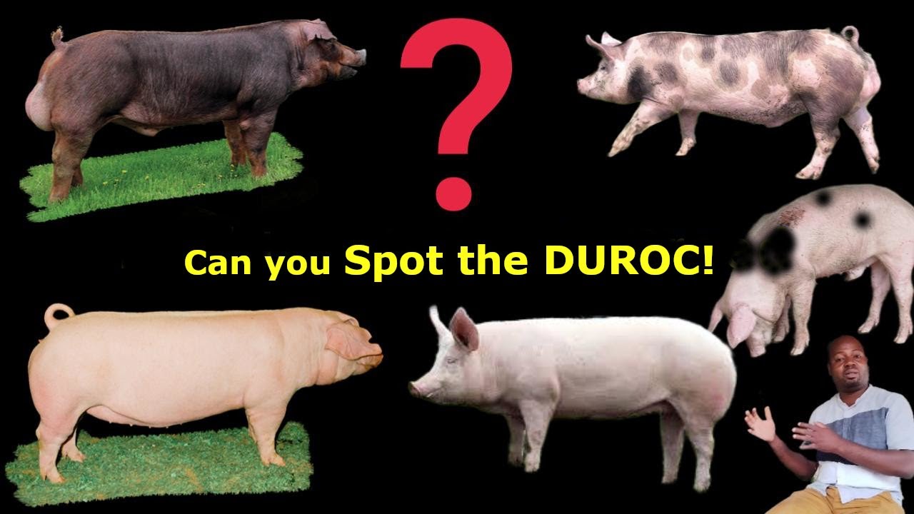  How to Identify Pure Duroc, Landrace & Large White Pigs in Nigeria (No More 419 Breeds!)