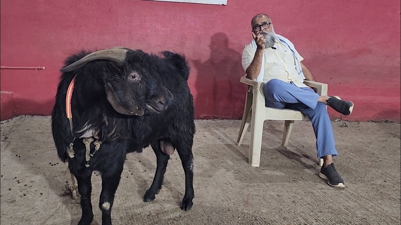 Heavy Boer Tyaari At JD Goat Farm | Weight Gain Ke Sath Fitness Bhi Jaroori Hai | Biggest Palai Farm