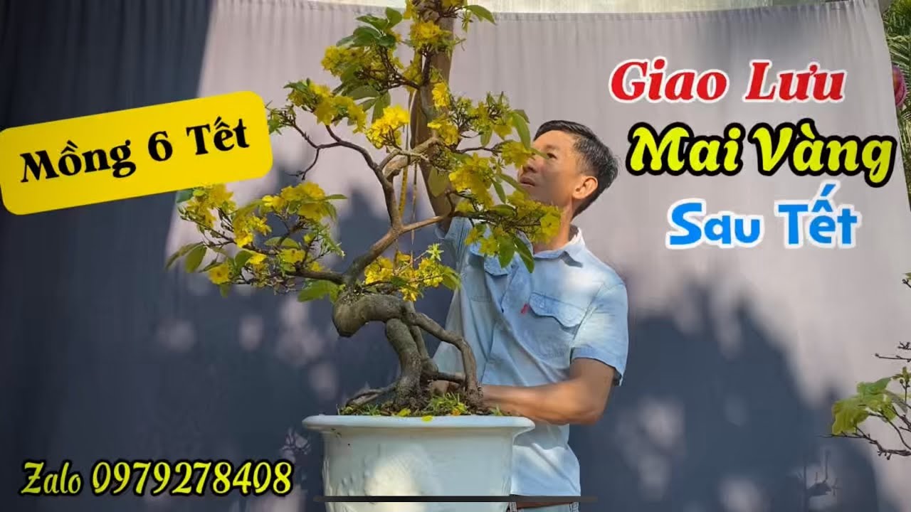 Mồng 6 Tết Giao Lưu 5 Tác Phẩm Cúc Mai, Giảo Mai Bonsai Giá Rẻ!