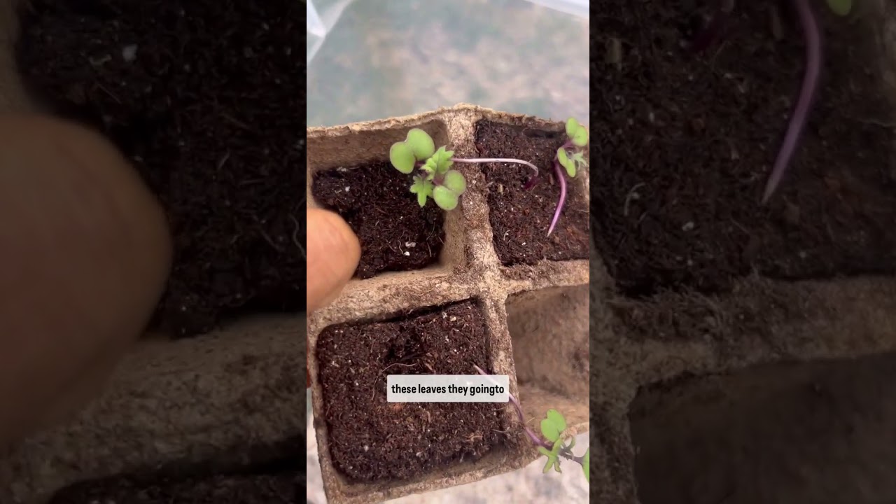 don't know&nbsp;when to uppot garden seedlings? watch THIS!