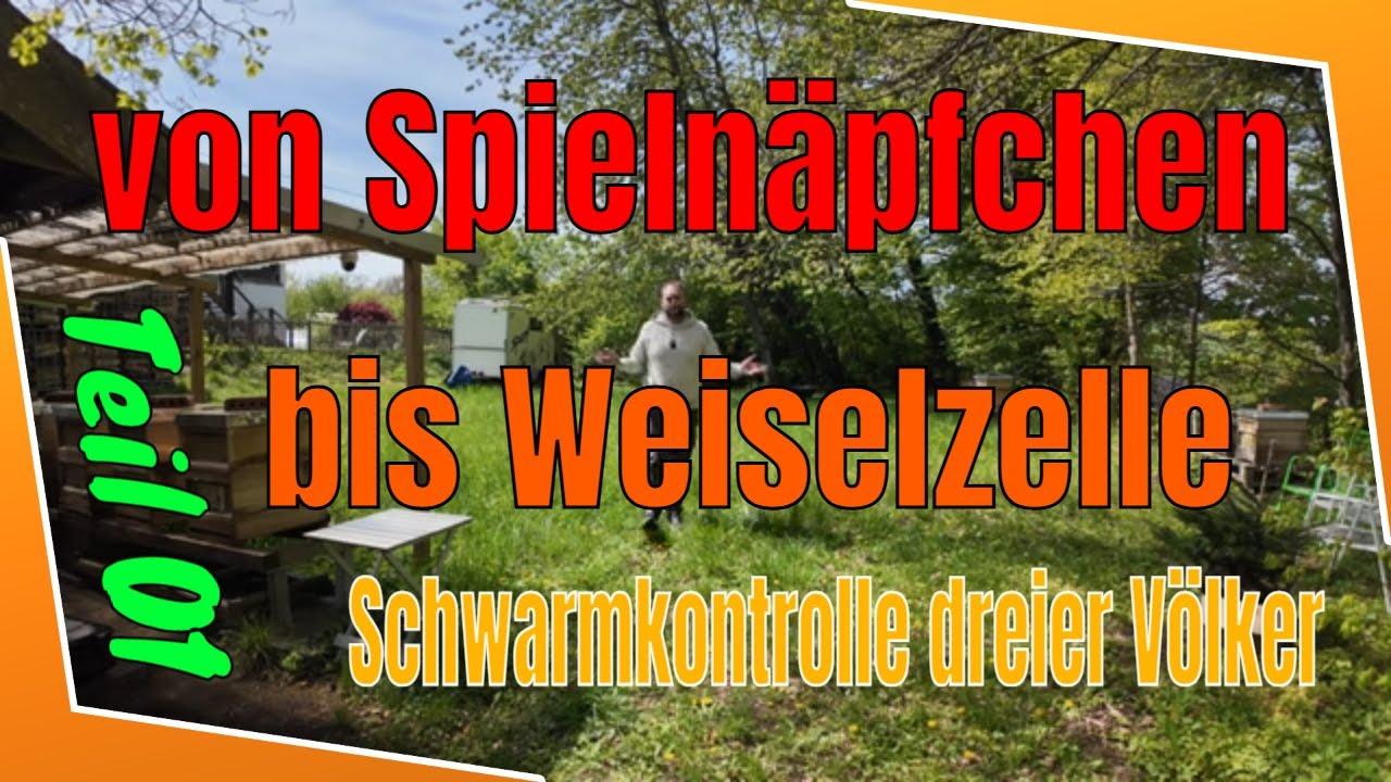 &uuml;ber Spieln&auml;pfchen bis Schwarmzelle | Schwarmlust?   Schwarmkontrolle dreier V&ouml;lker | Teil 01 v. 03