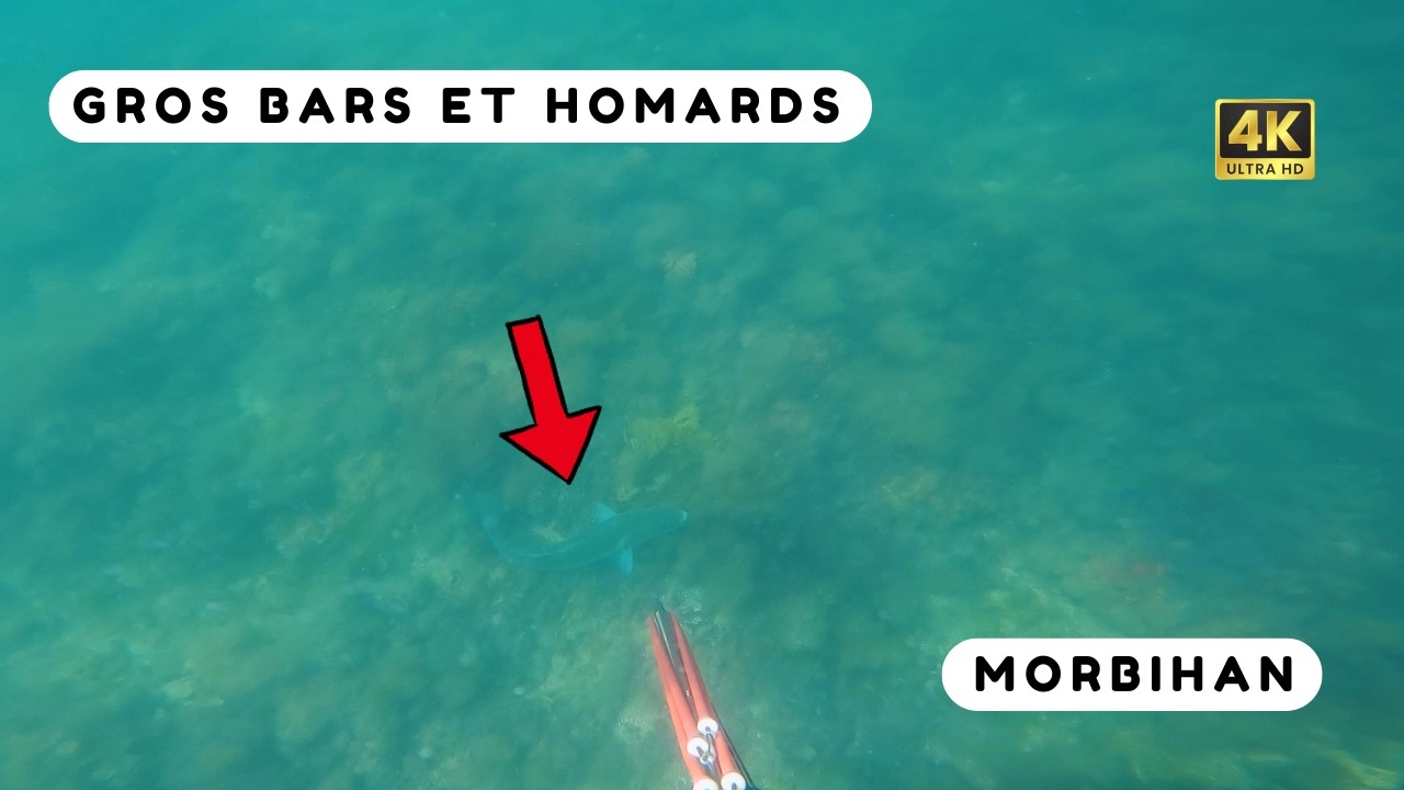 Bars et Homards à Gogo ! Chasse sous marine Bretagne Sud