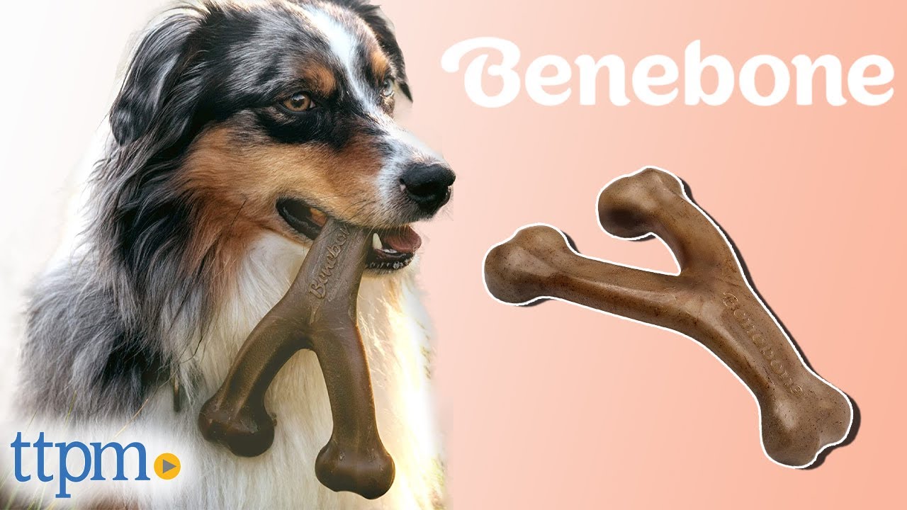 Is Your Dog a Big Chewer? Introducing the Wishbone Dog Chew Toy from Benebone!