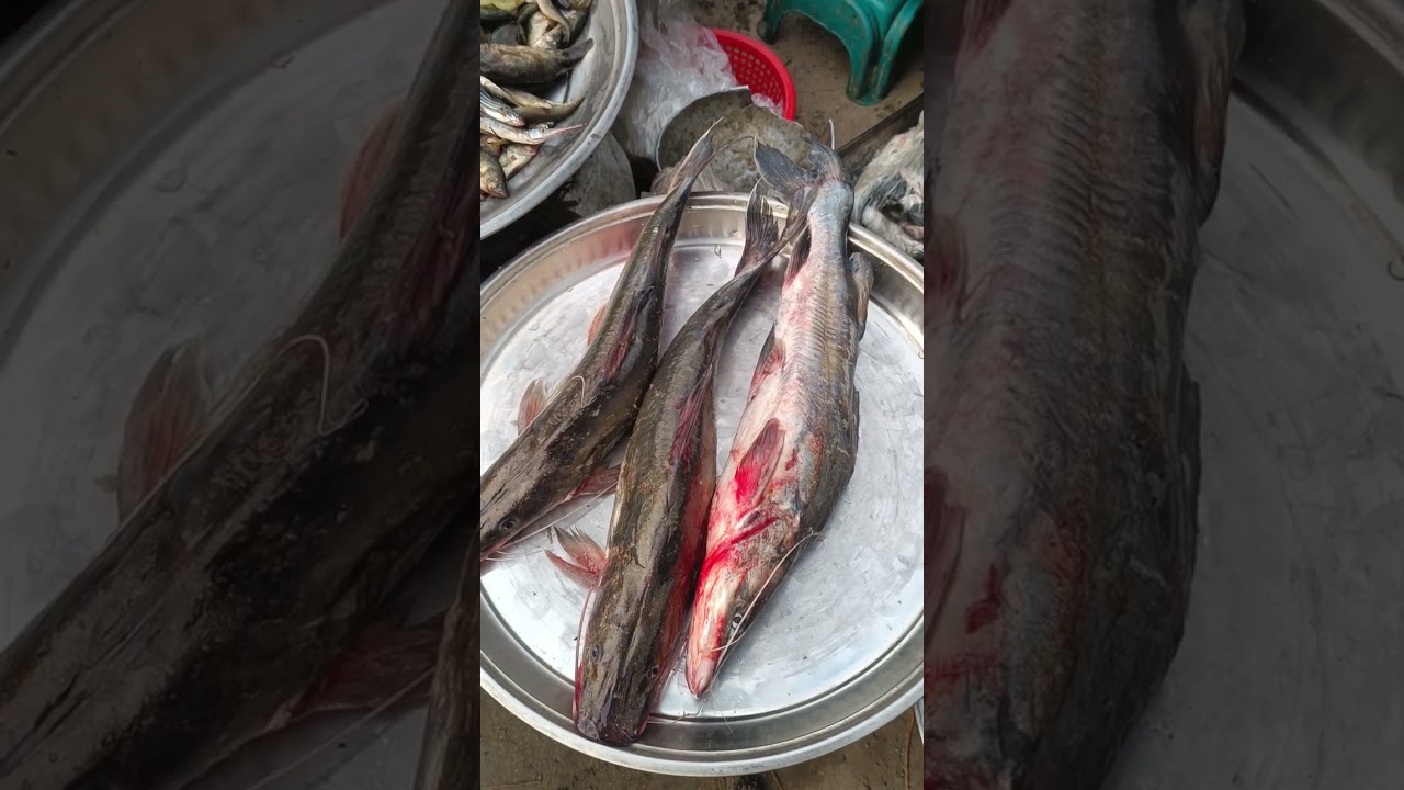 ঘোনাপারা বাজার চ্যানেল সাবস্ক্রাইব করুন। #Robin vlogs #fish #viral #fishing 