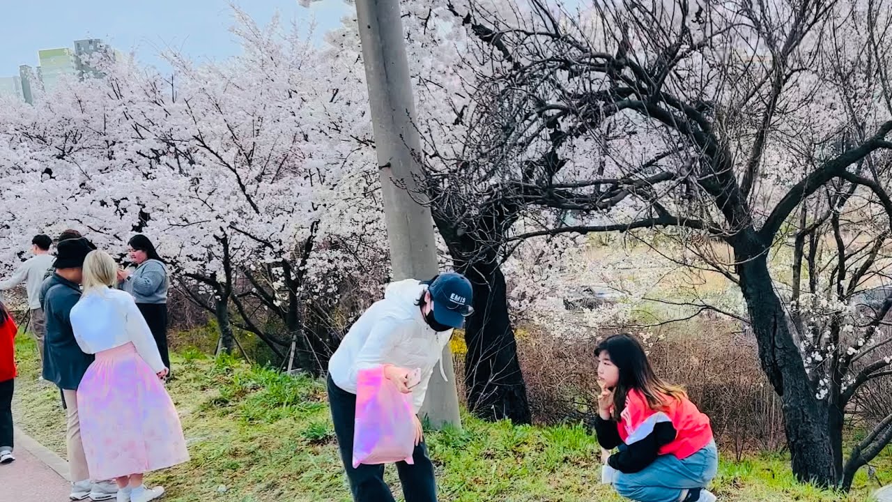 청주시 벚꽃구경과 산책Cherry blossom view and walking in Cheongju-si South Korea