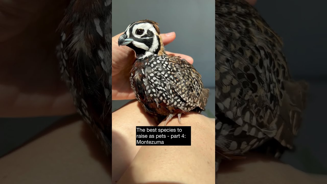 The best quail species to raise as pets - part 4: Montezuma (Mearns') quail