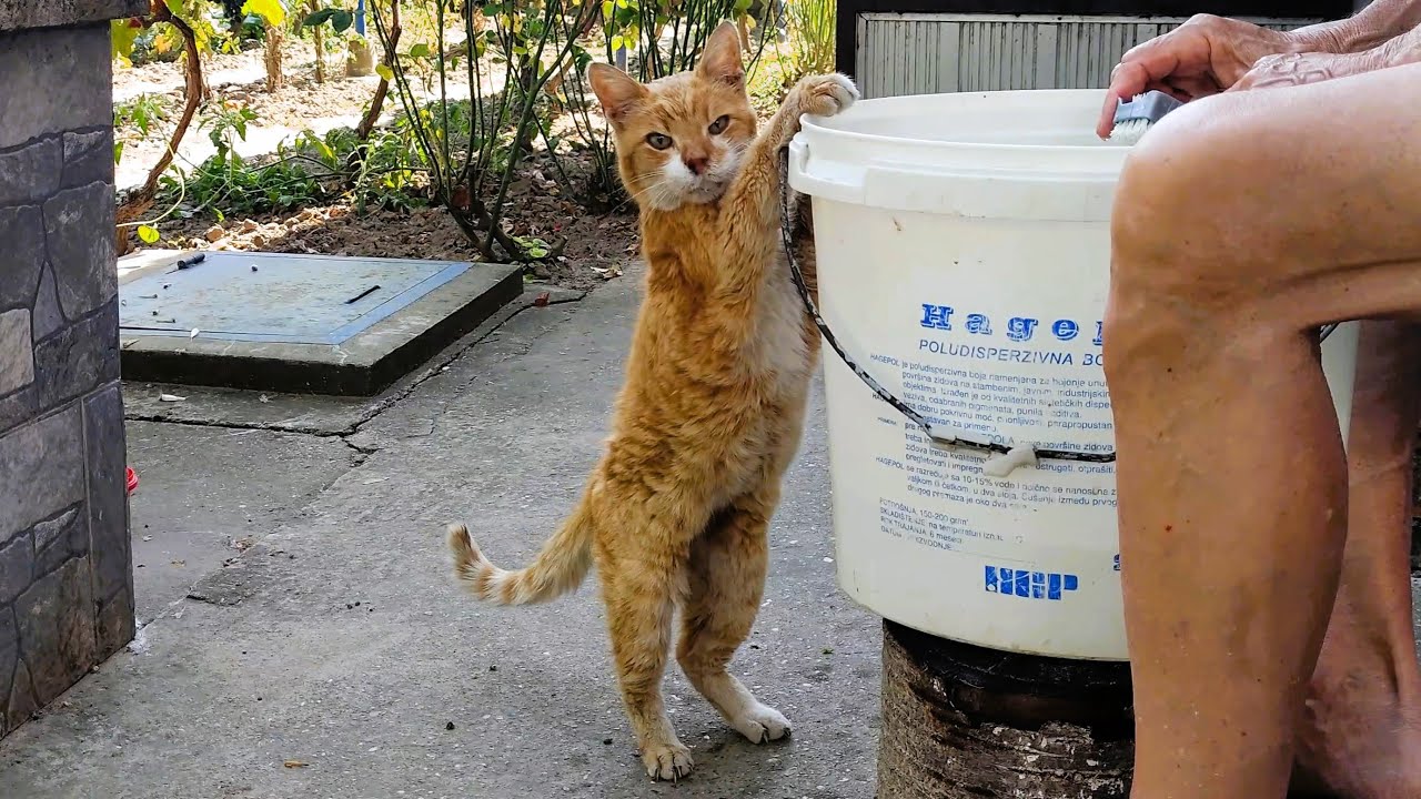 A Cat's Curiosity