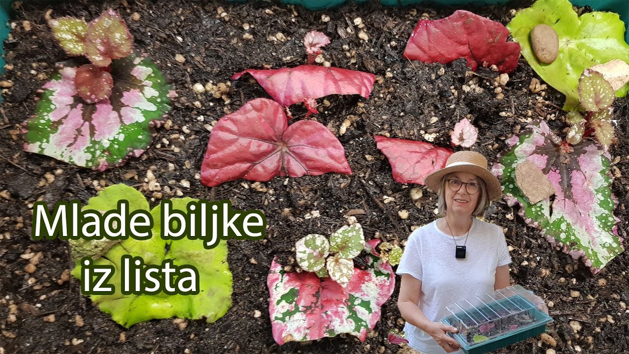 Begonie, kako iz jednog lista dobiti više biljaka