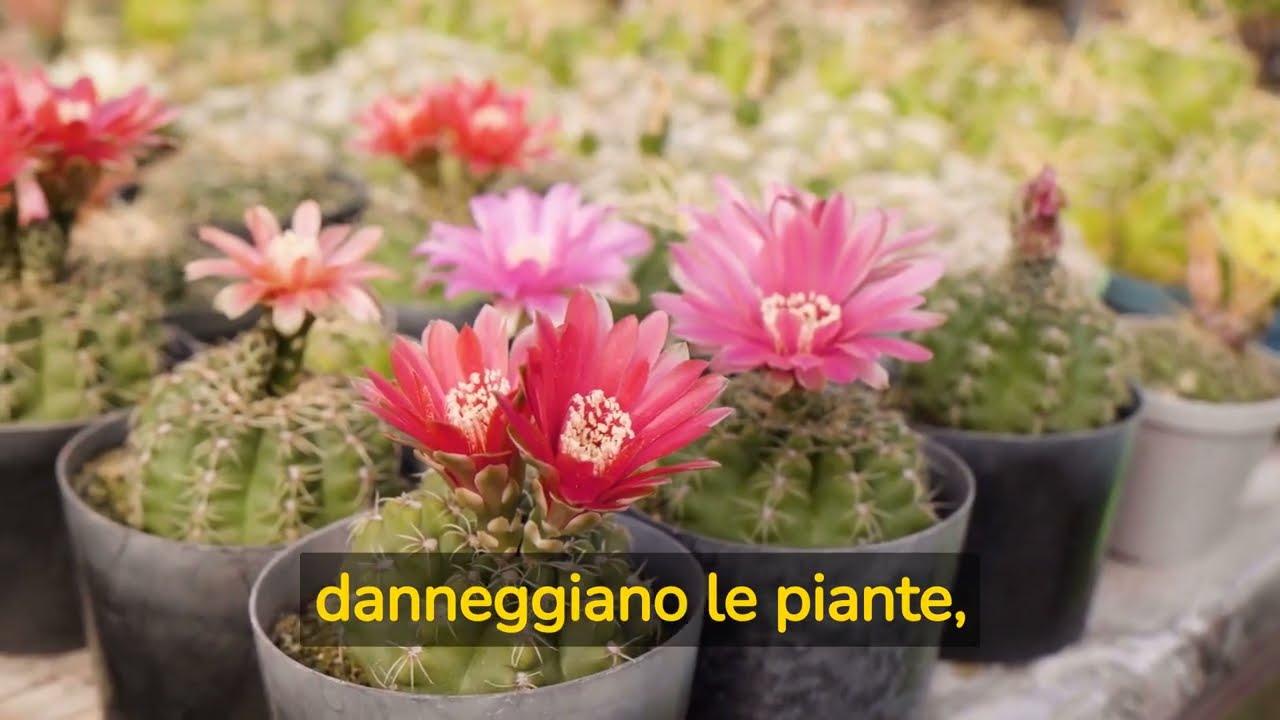 Come comprare un cactus o una pianta grassa ed evitare 