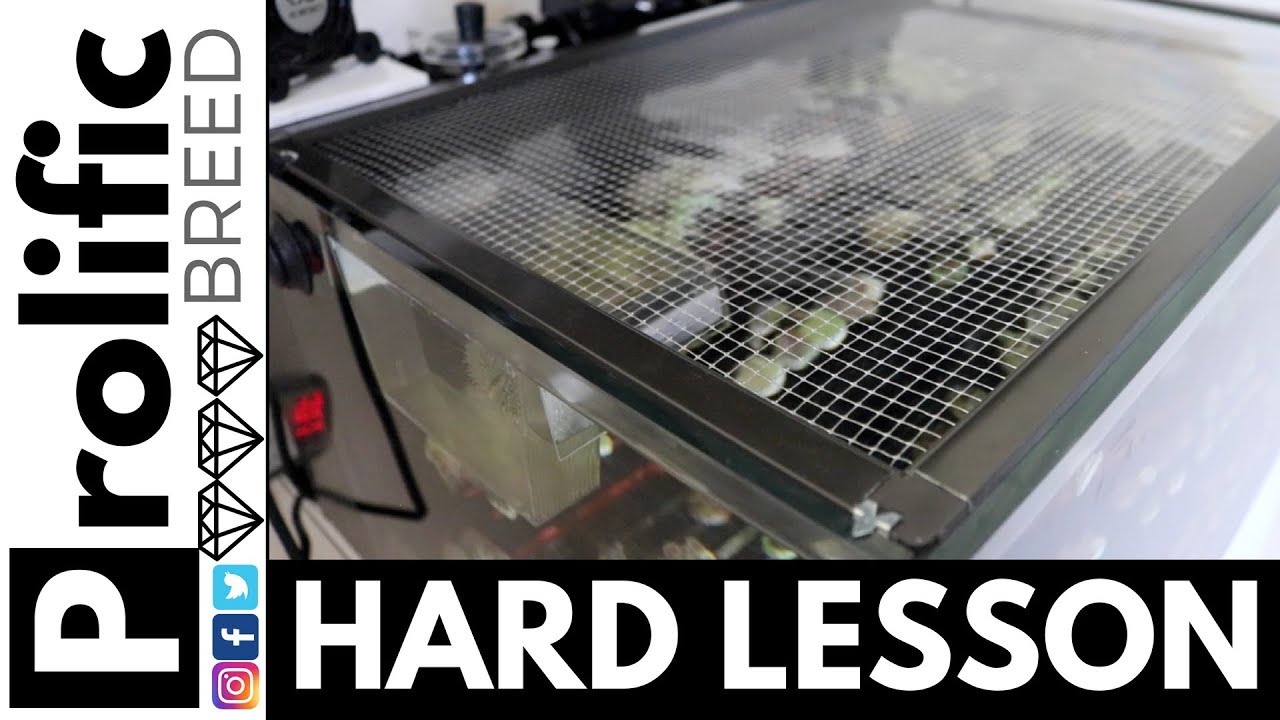 HOW TO MAKE A FLUSH SCREEN FOR A RIMLESS TANK | IM25 LAGOON INNOVATIVE MARINE 25