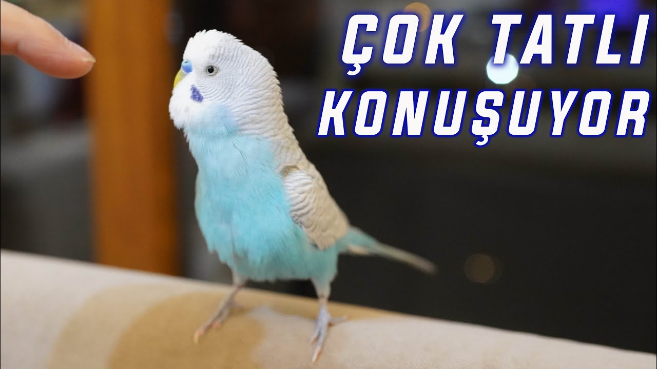 ÇOK TATLI KONUŞUYOR - BAYILACAKSINIZ! 1 SAAT