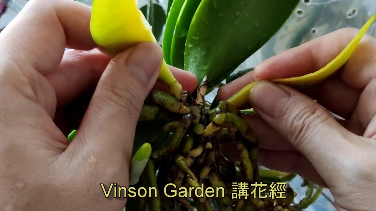 新買蘭花換植料過程要注意處理舊水苔 | 有問題爛根 | 葉子變黃處理 | 裸根時間 (第一編)