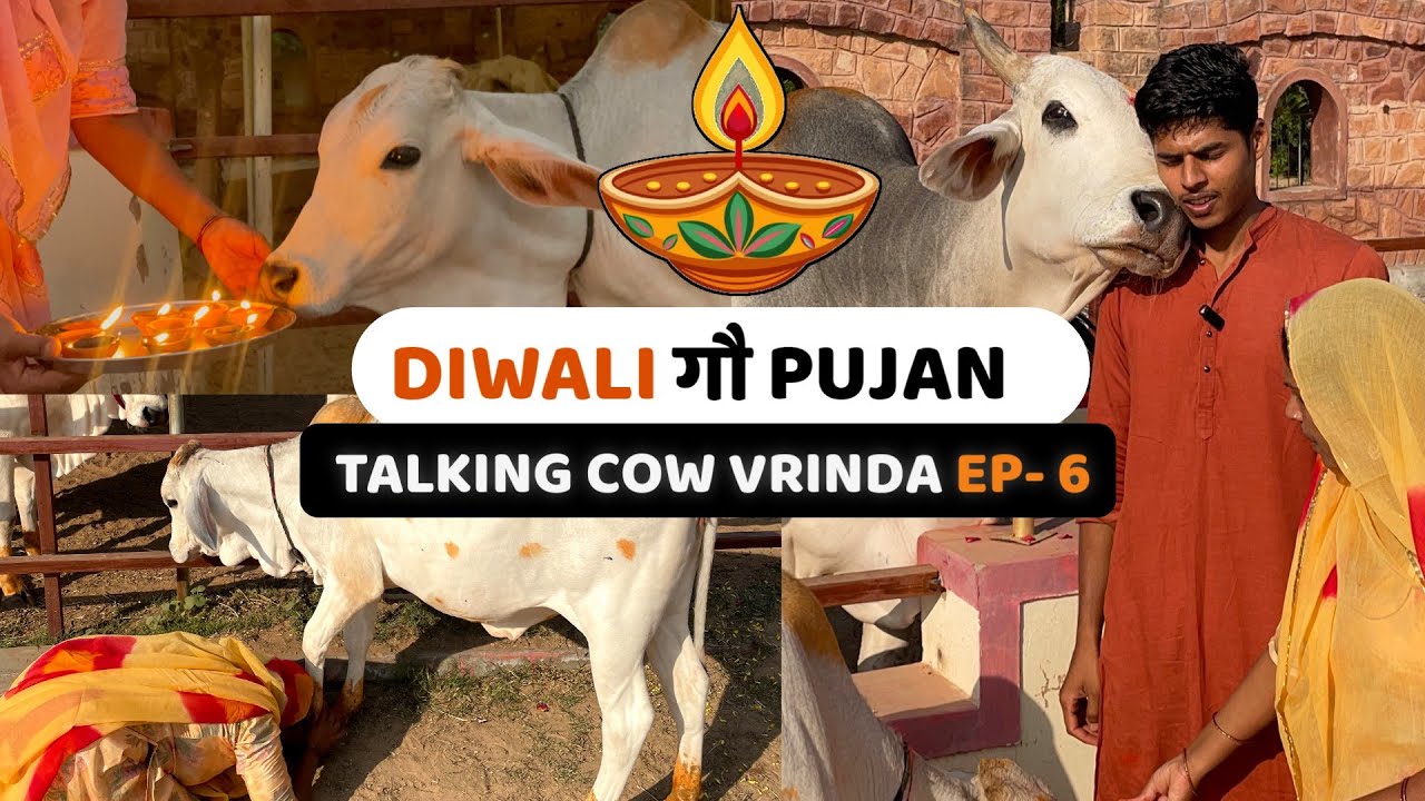 Vrinda’s First Diwali Vlog 😍 | Talking Cow | Episode - 6 | Cowsblike