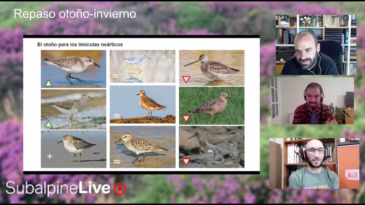 SubalpineLive P12T2 (28/12/22): Resumen otoño - principios de invierno 2022