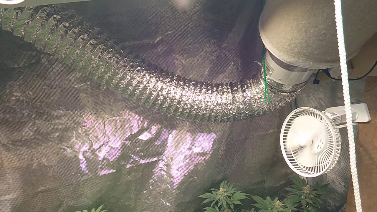 Gelato OG grow  day 36 of flower