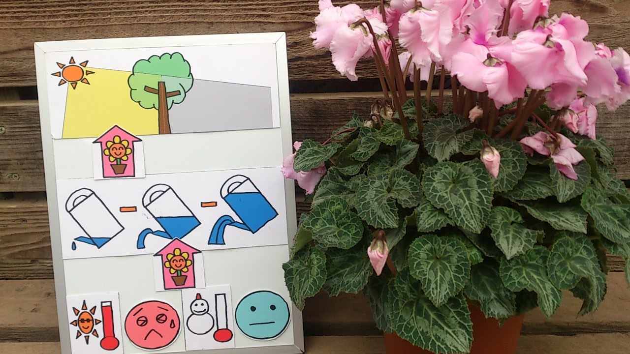 How to grow cyclamen