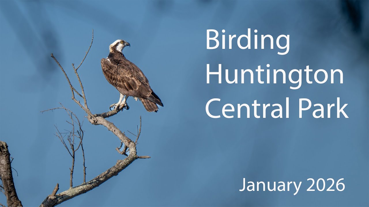 Birding Huntington Beach Central Park - January 2026