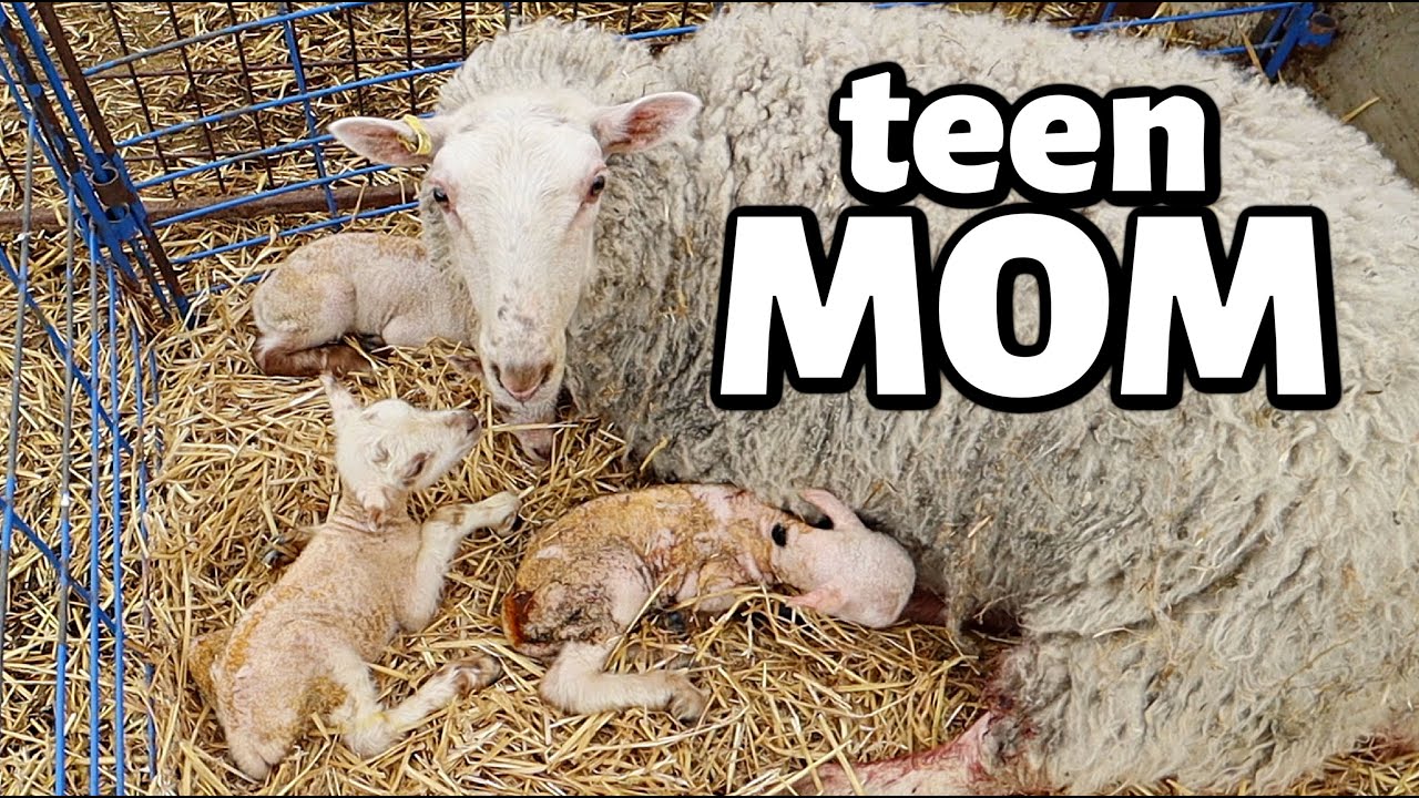 UH OH. 😳 | TEENAGE MAMA HAS TRIPLETS😫 | ...and this is why we sort sheep *on time...🥴 | Vlog 585
