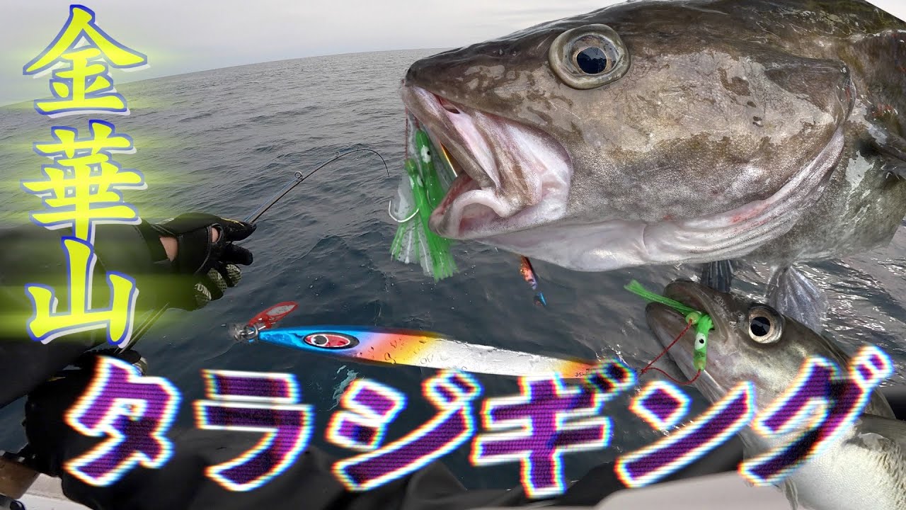 【タラジギング】宮城県金華山で真鱈を狙ったらデカマダラきた！苦戦した理由とは・・・