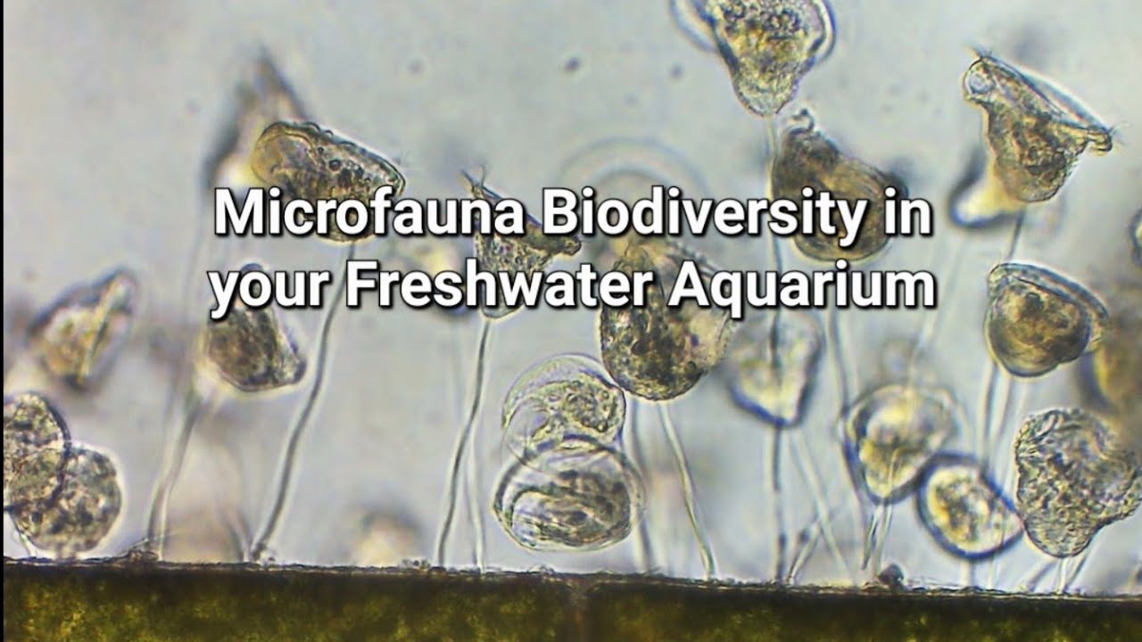 Microfauna Biodiversity in your Freshwater Aquarium
