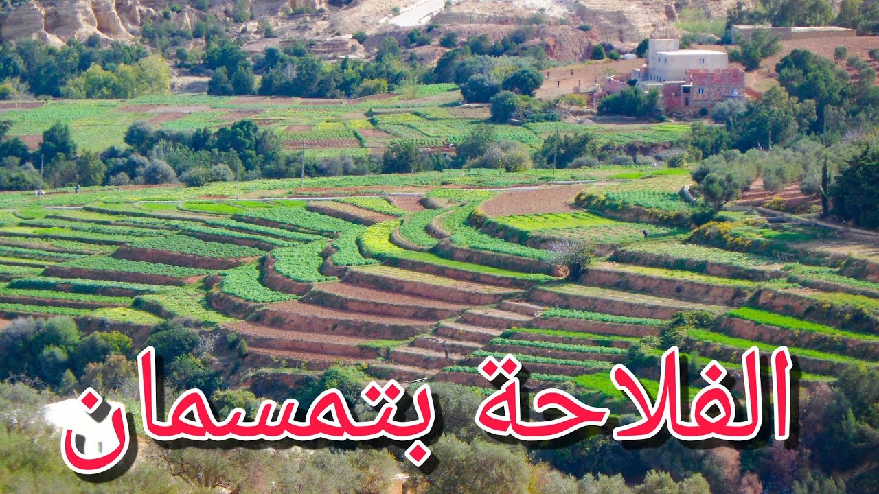 حقول دوار بونور بتمسمان إقليم دريوش tamsaman