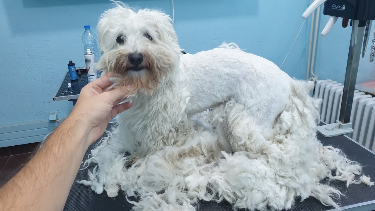 This Matted Maltese Hasn't Been Groomed For 6 Months