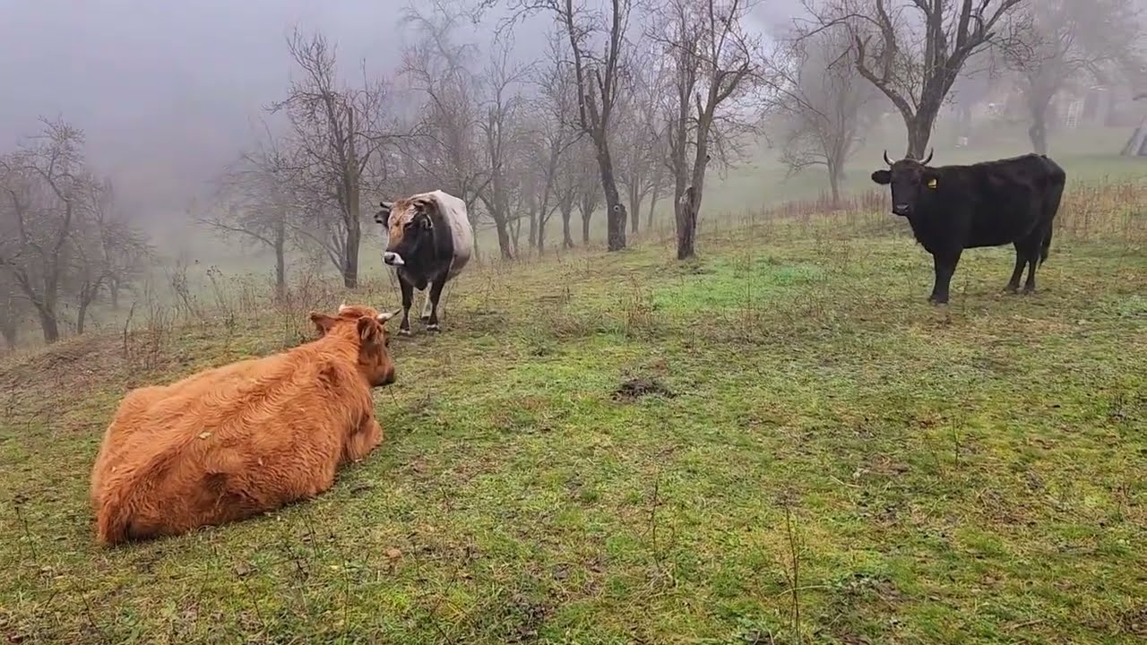 Busa, bu&scaron;a domace autohtono govece. Rano jesenje jutro..