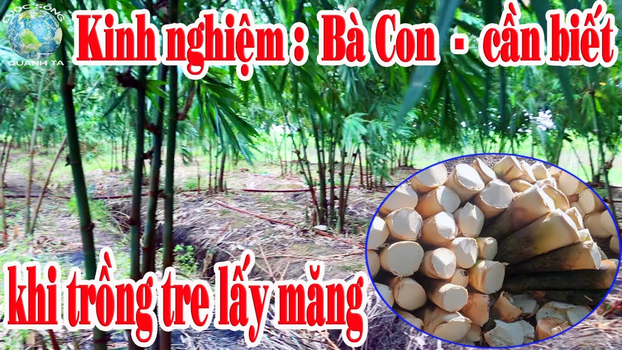 Kinh nghiệm sống còn khi trồng Tre Điền Trúc và tất cả mô hình trồng tre lấy măng