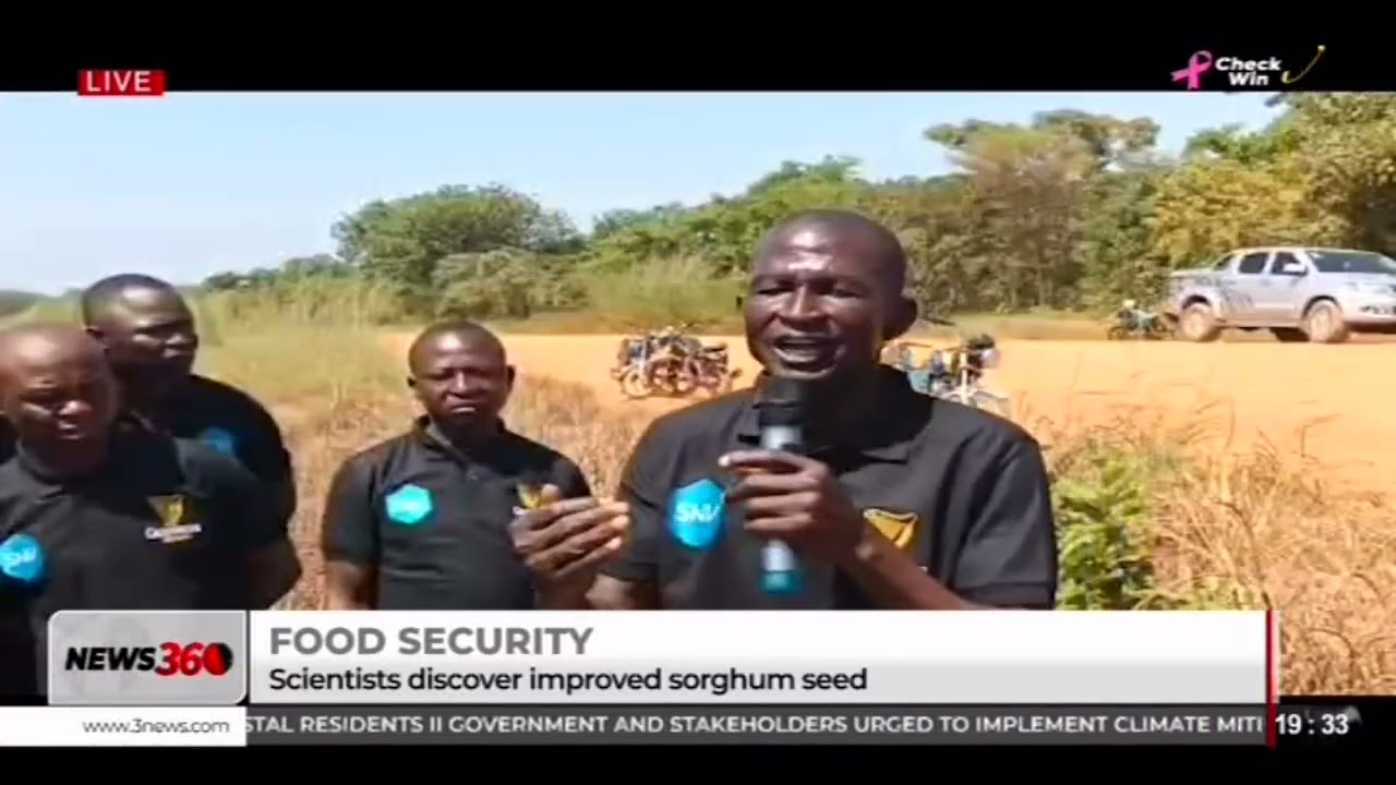 Food Security: new improved white sorghum varieties discovered