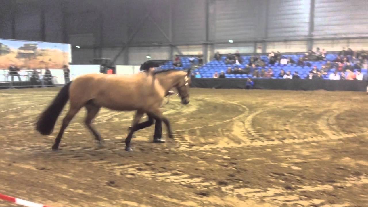 Jackpot Showmanship,  Western Experience