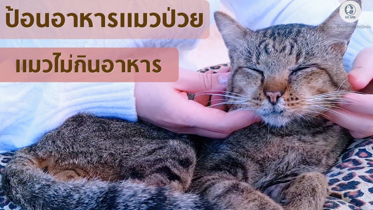 ป้อนอาหารแมวป่วย แมวไม่กินอาหาร