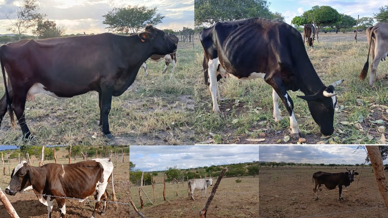 VACAS DE LEITE A VENDA 
