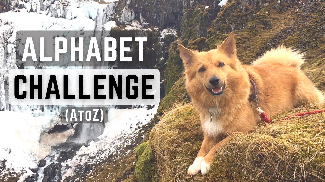 ALPHABET CHALLENGE (AtoZ) - Icelandic Sheepdog Sara (Specialty Title by Do More With Your Dog)