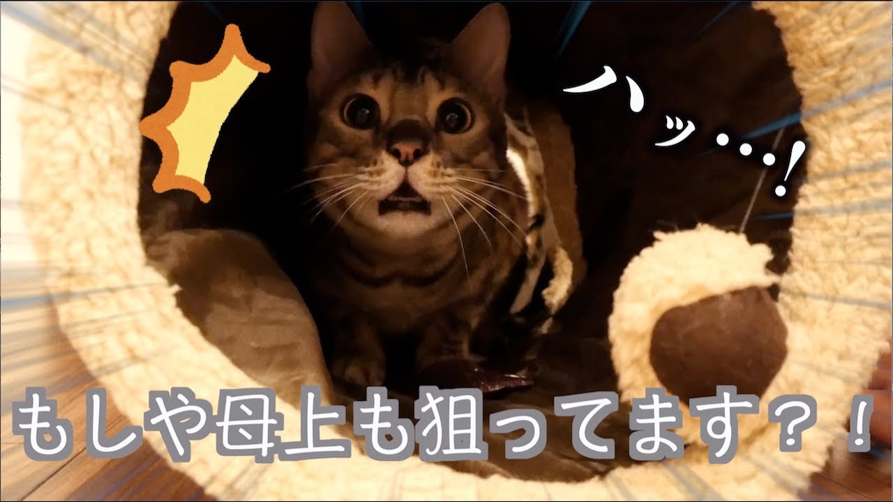 猫になりきってルトとバトルしたら可愛かった！！