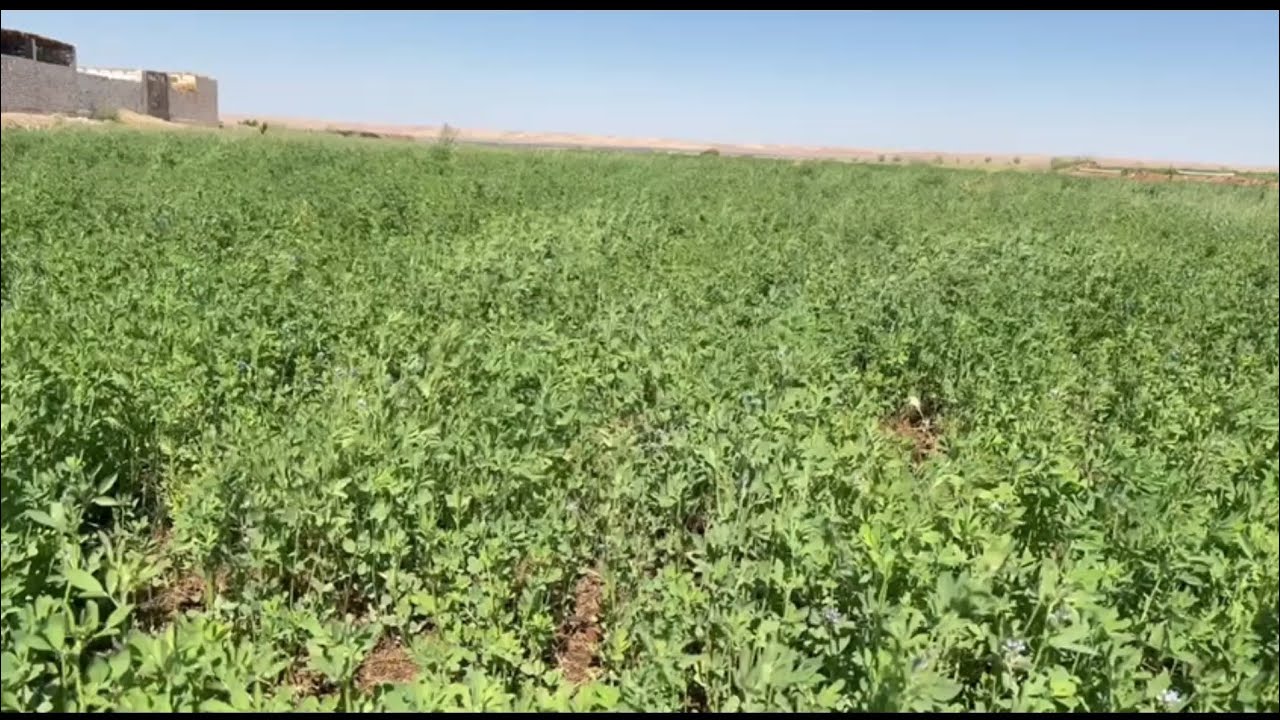 مزرعه علي مساحه 20 فدان ✅ برسيم حجازي ونخل 🌲🌲 وزتون بالواحات البحريه ✅ قريه الحاره ✅
