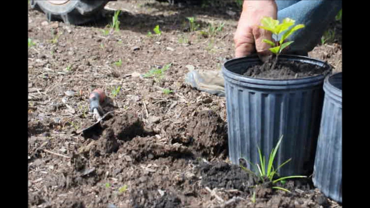 How We Harvest Oak Tree Seedlings