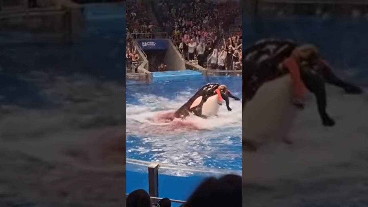 orca kills his own trainer #trending #jessica #sad