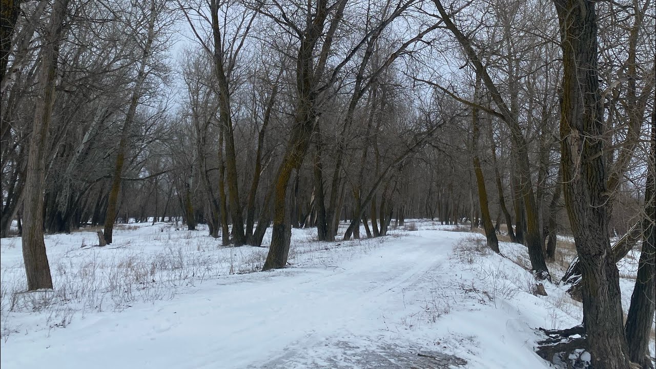 ❄️асмр прогулка по лесу, хрум-хрум снежок (2 часть) ❄️