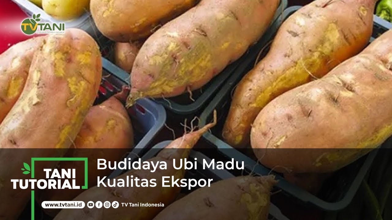 Budidaya Ubi Madu Kualitas Ekspor