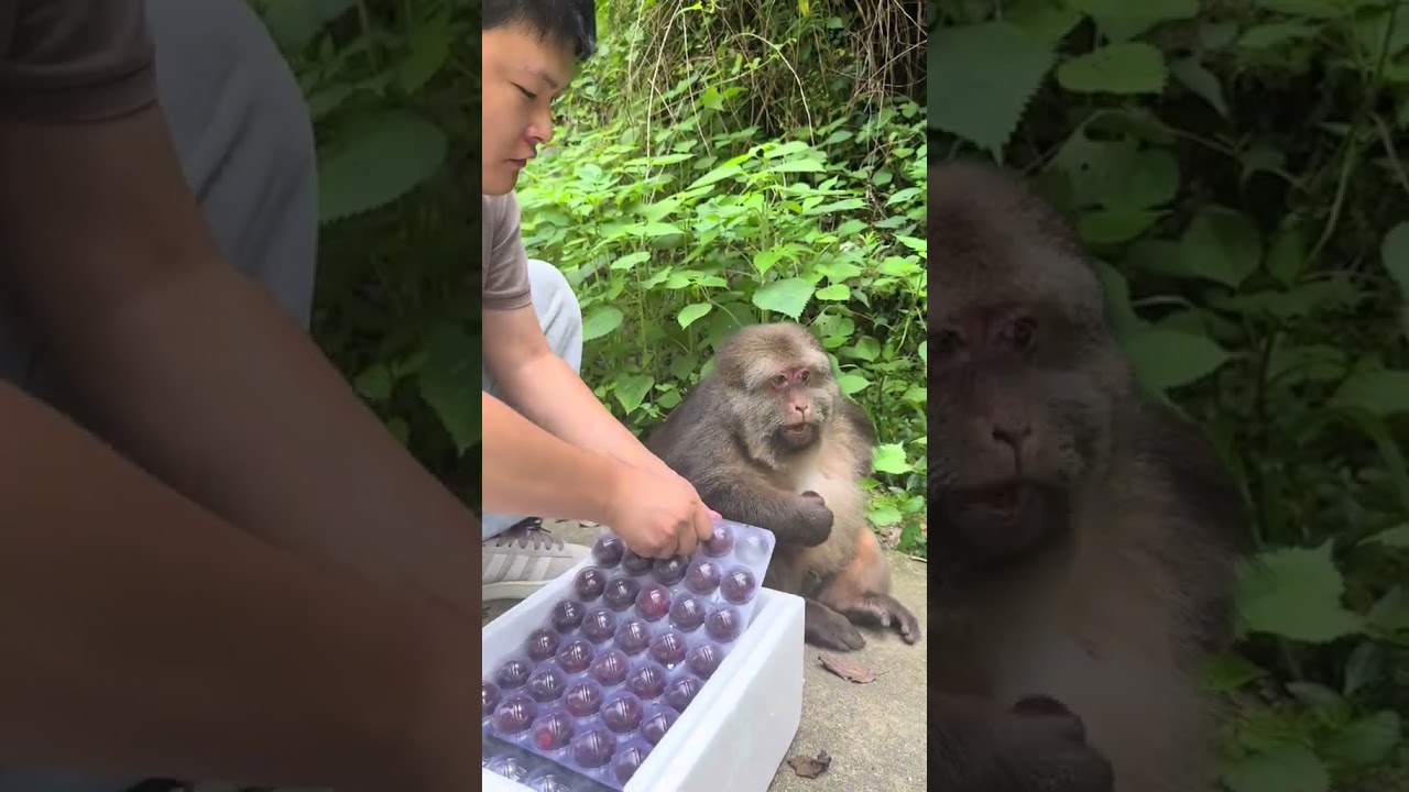 #monkey #monkeysr #cuteanimal #animals #animallife #cutemonkey #cute #cutepet #monkeylove