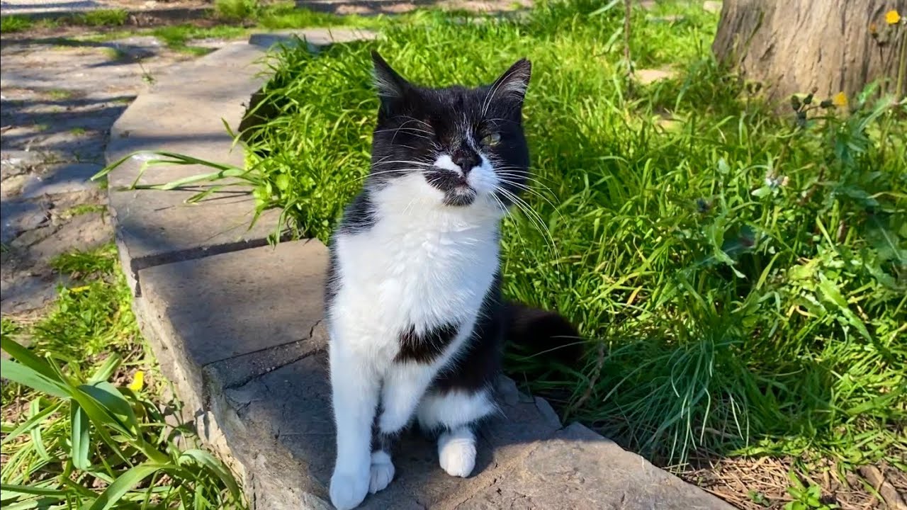 A devoted mother cat who lost one eye to protect her kittens.