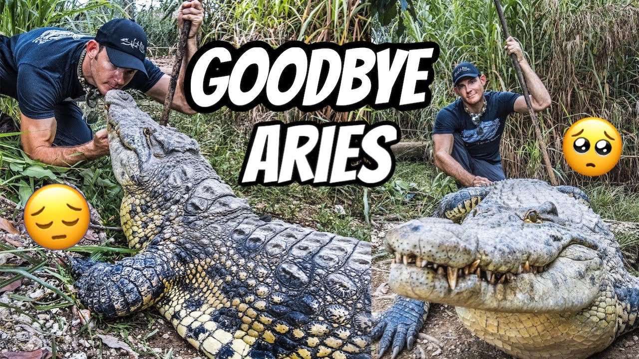 This is Goodbye.... Aries the crocodile is leaving us.
