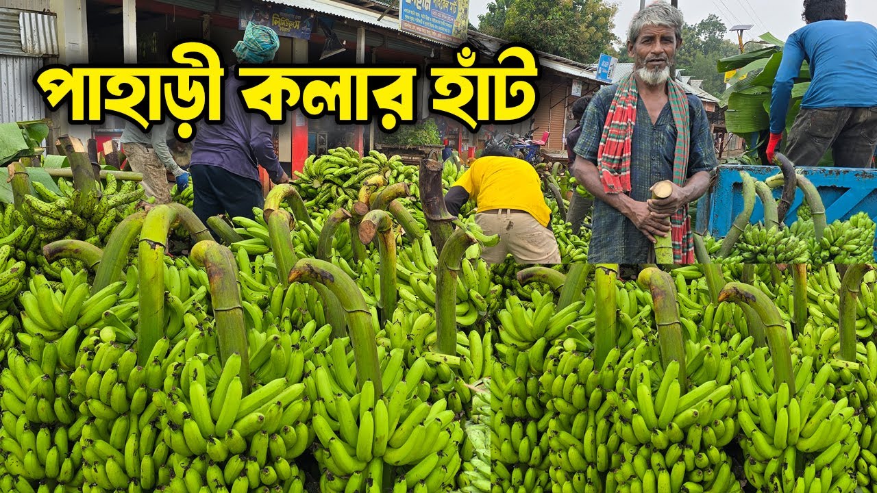 পাহাড়ী কলার হাঁট | টাঙ্গাইল মধুপুরের জলছত্র বাজার | Biggest Banana Wholesale Market in Bangladesh