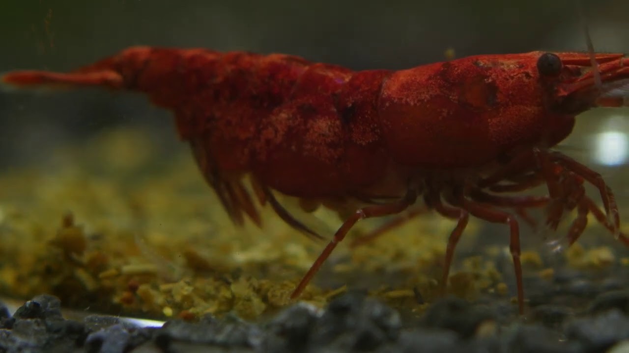 Neocaridina Shrimp (Cherry shrimp) Birth/Hatching