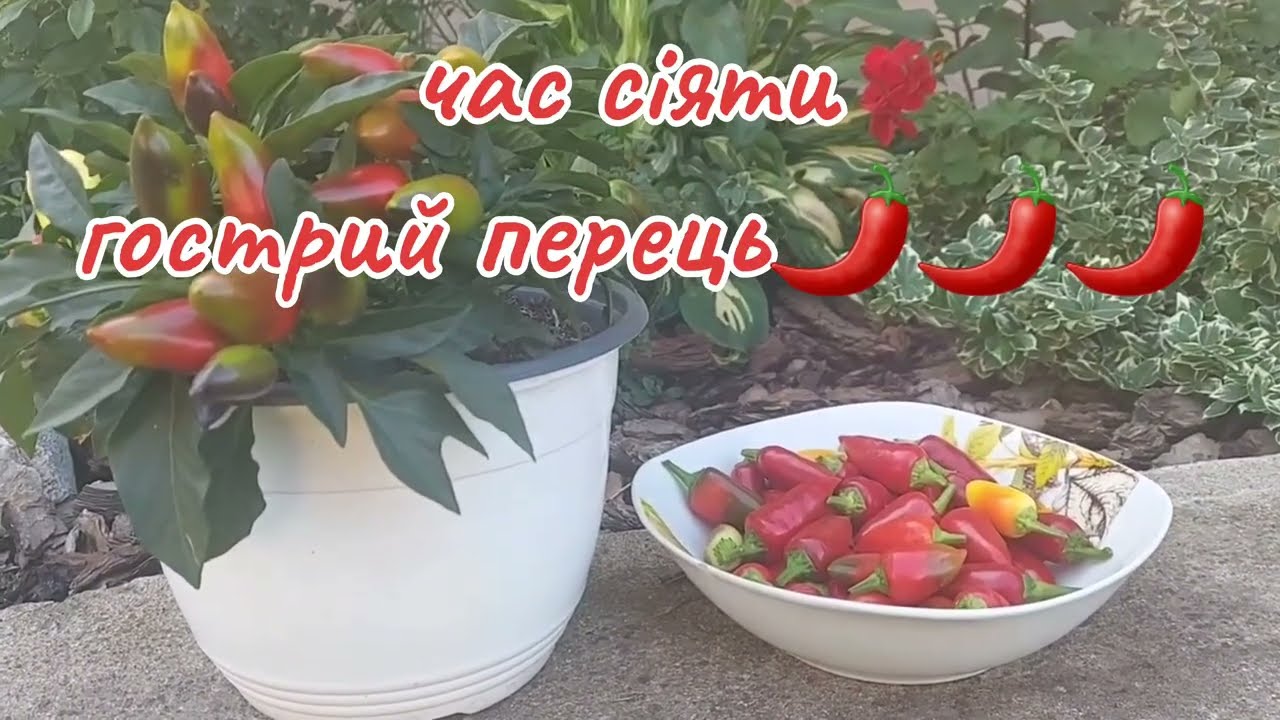 Посів гострого перцю🌶схожість 💯%