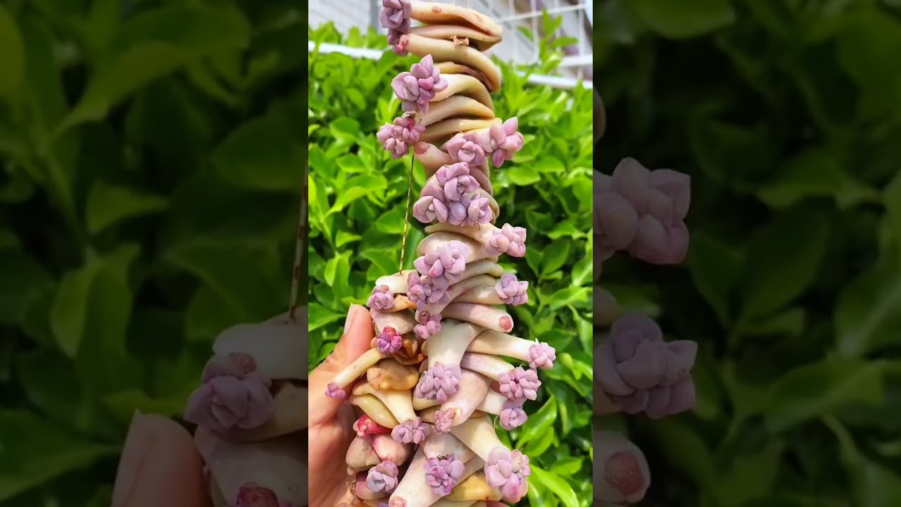 Turn Single-Head Succulents into Multi-Head Beauties! #succulents #garden #gardening #diy
