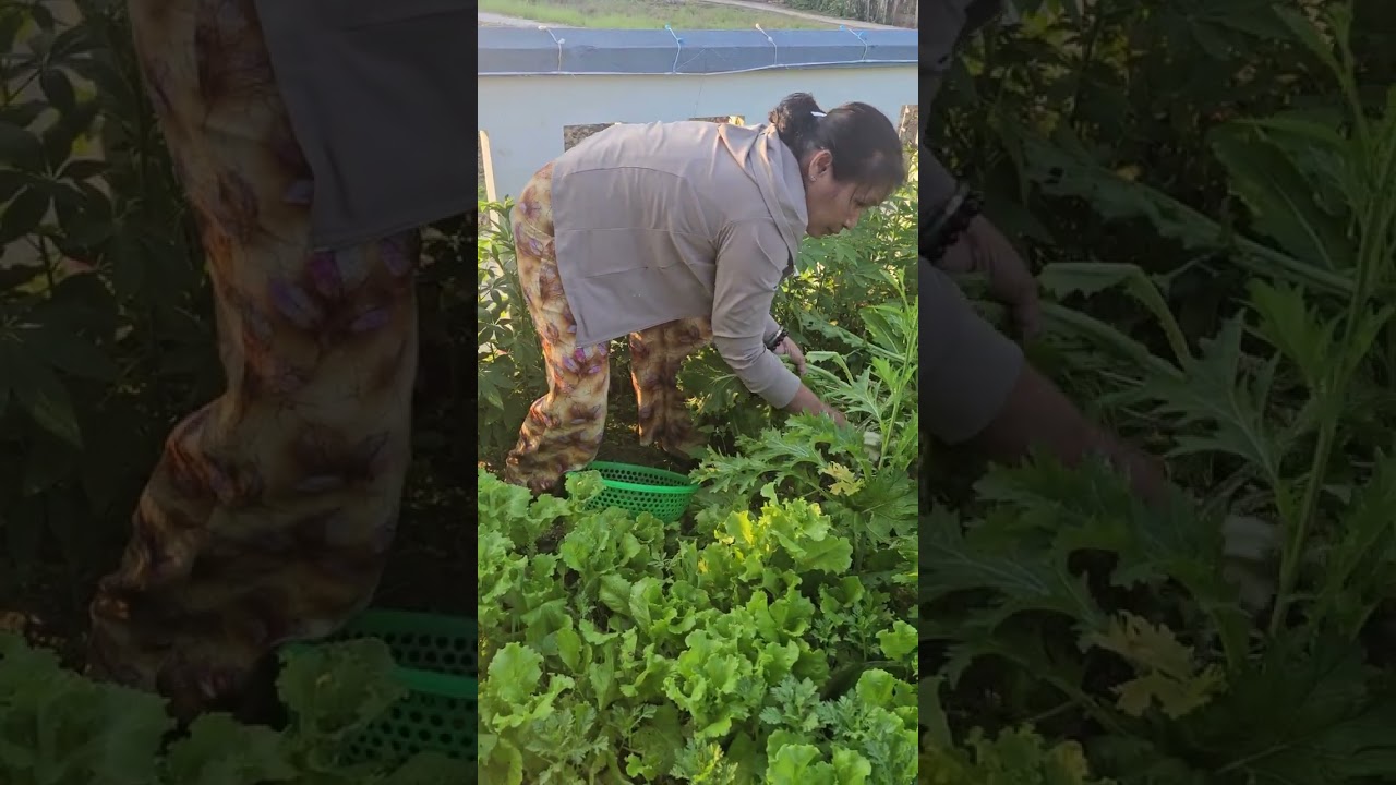 Cải mèo trồng không phun thuốc 