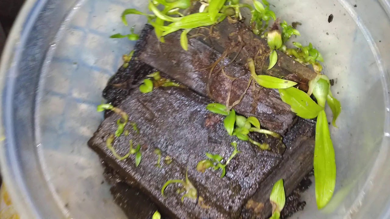 Germinação de sementes de orquídeas em casa ( método Adriano Isao/ estufa de paçoca)