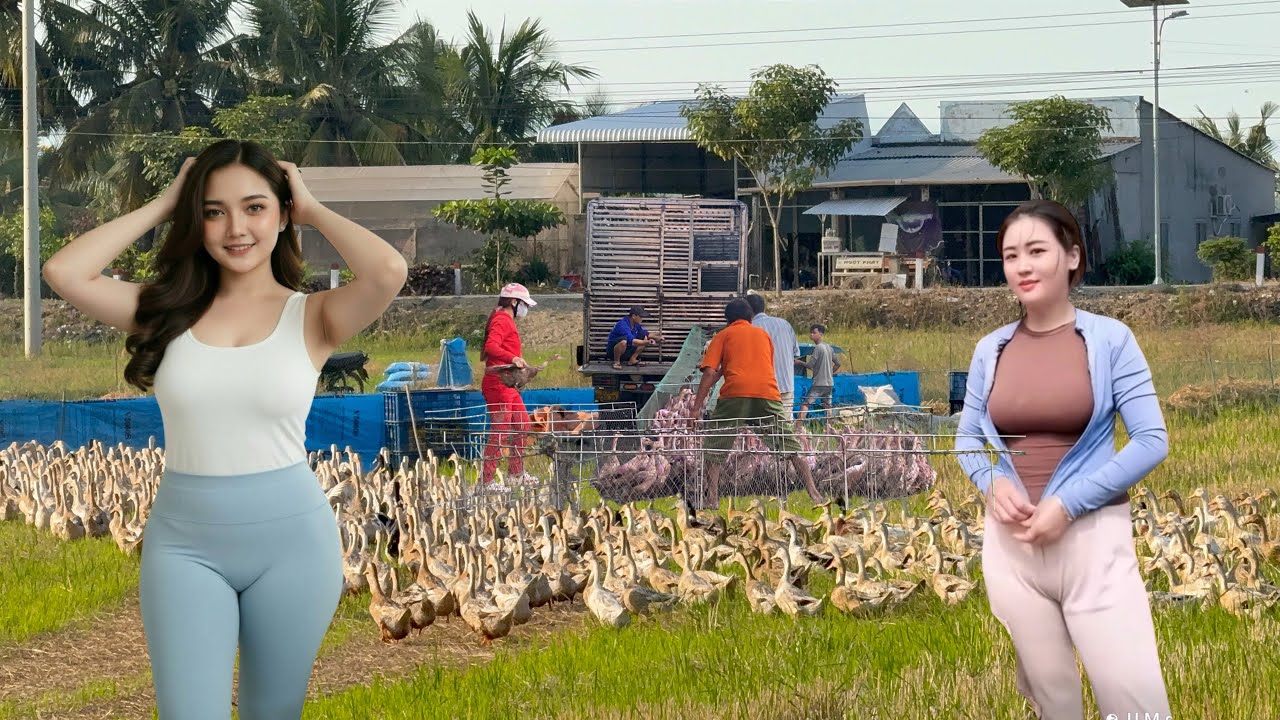 In their daily lives, farmers take their ducks out to the rice fields early in the morning.