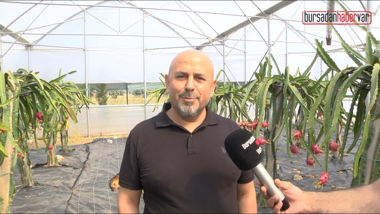 Yusuf Uçar, Ejder Meyvesi hakkında bilmeniz gerekenleri anlattı